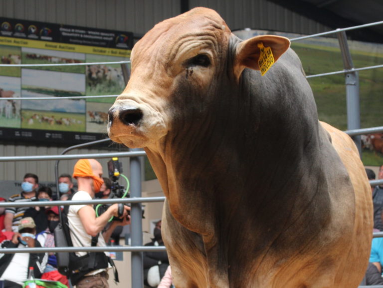 Prized Bull Auction